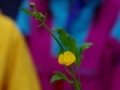 hahnenfuss.jpg