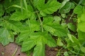 wiesenbaerenklau.jpg