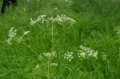 wiesenkerbel.jpg