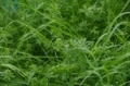 wiesenlabkr.jpg