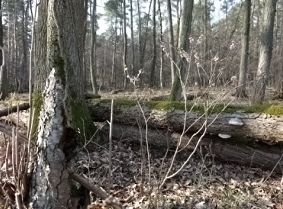 Seidelbast Wald